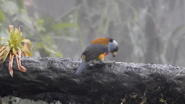 Toucan Barbet - ML634113755