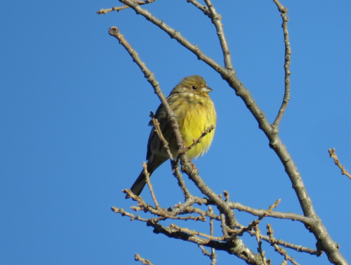 Yellowhammer - ML634113855