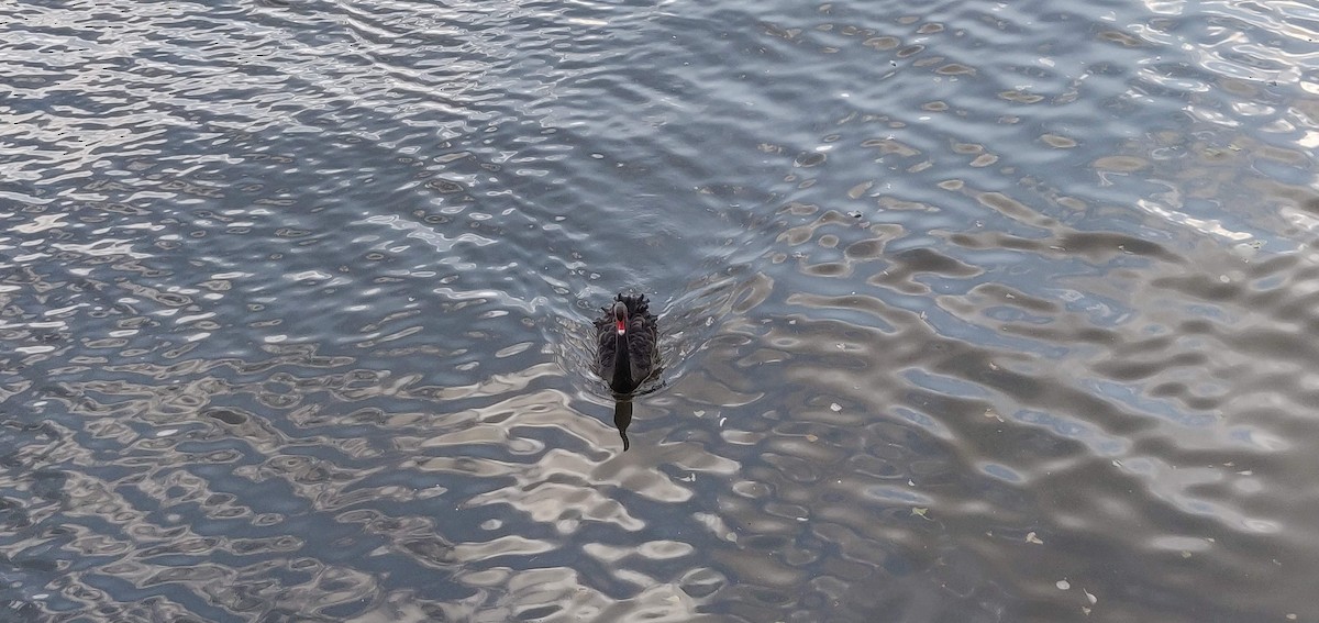 Black Swan - ML634113887