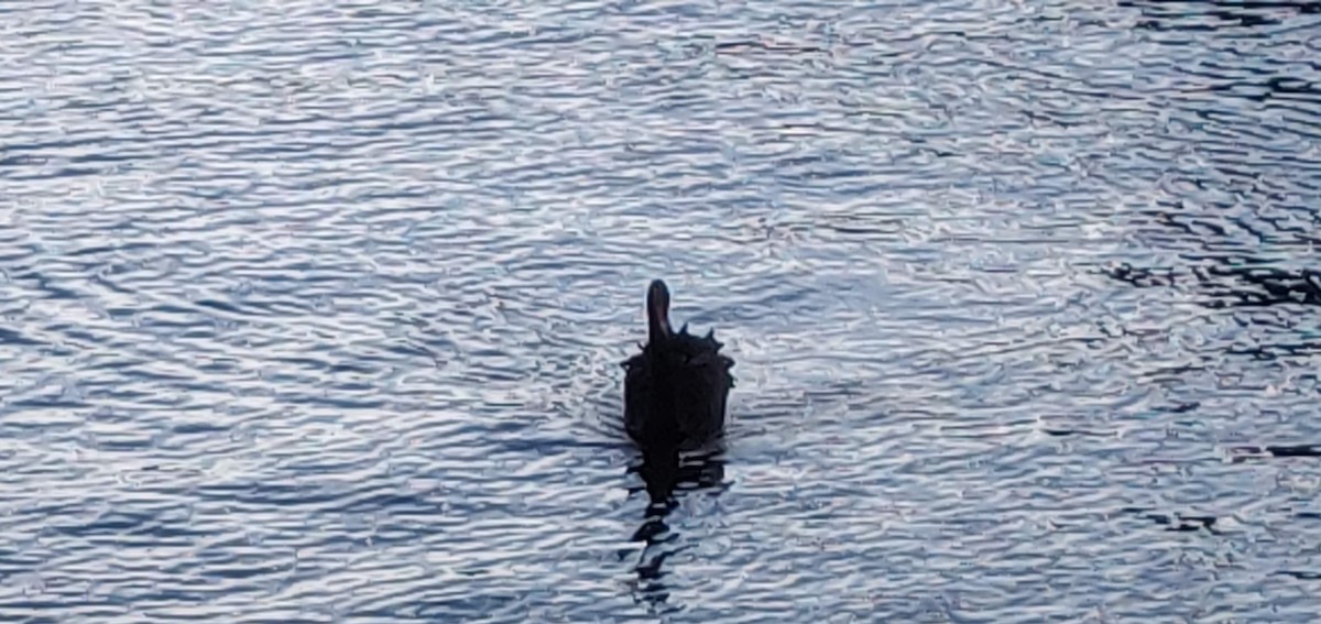 Black Swan - ML634113888