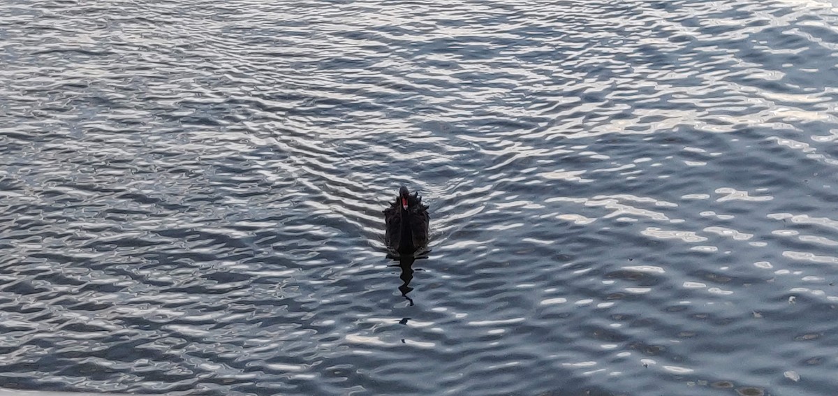 Black Swan - ML634113889