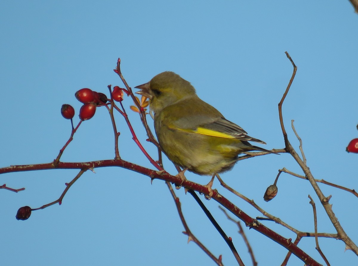 European Greenfinch - ML634113917