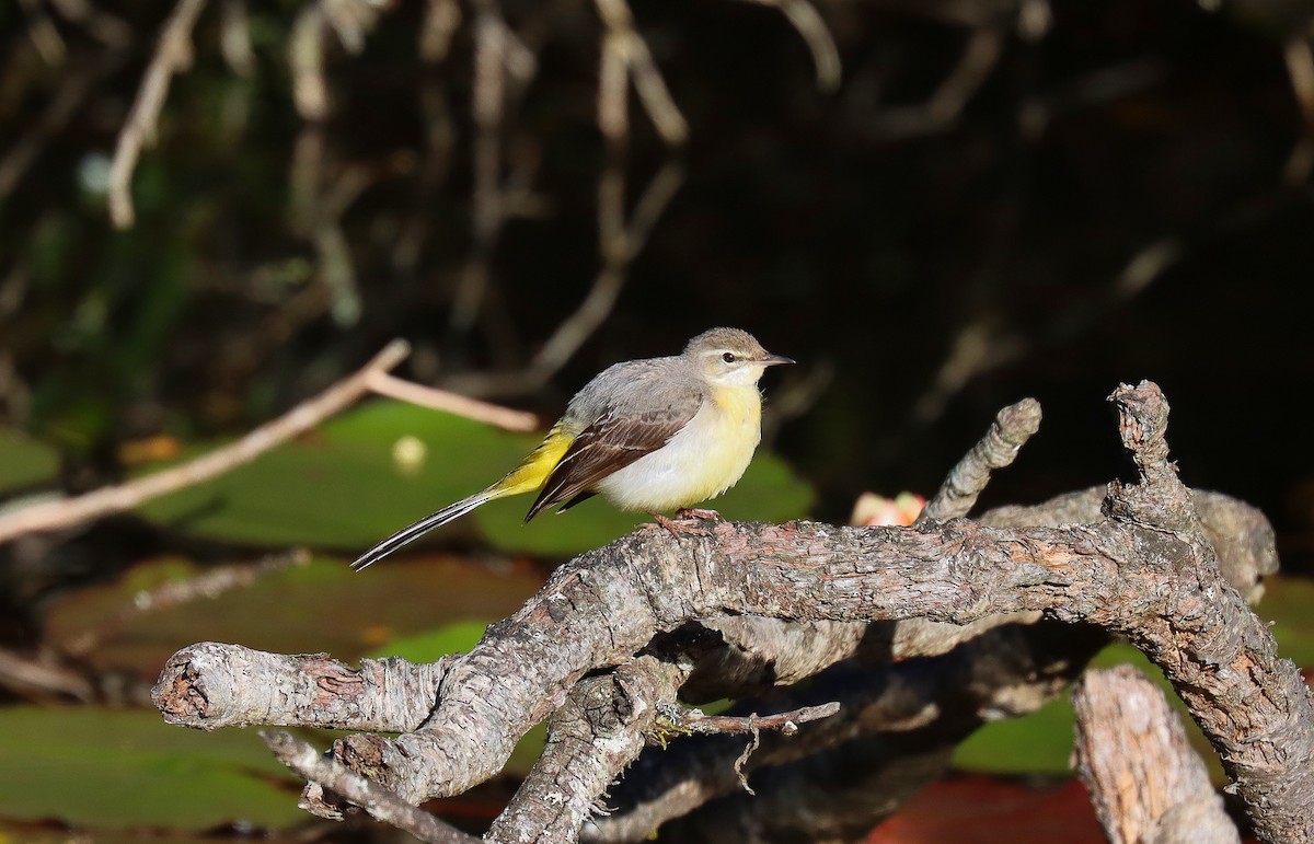 Gray Wagtail - ML634113950