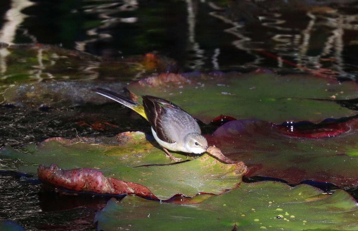 Gray Wagtail - ML634113951
