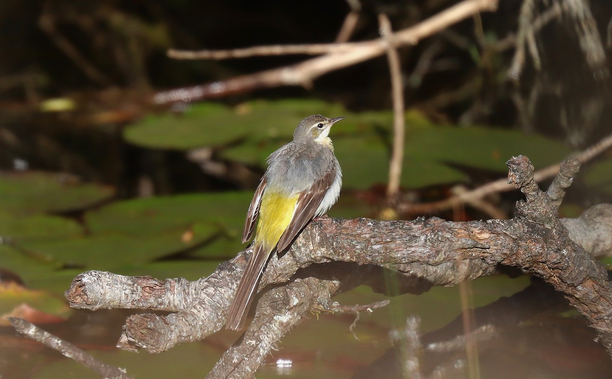 Gray Wagtail - ML634113952