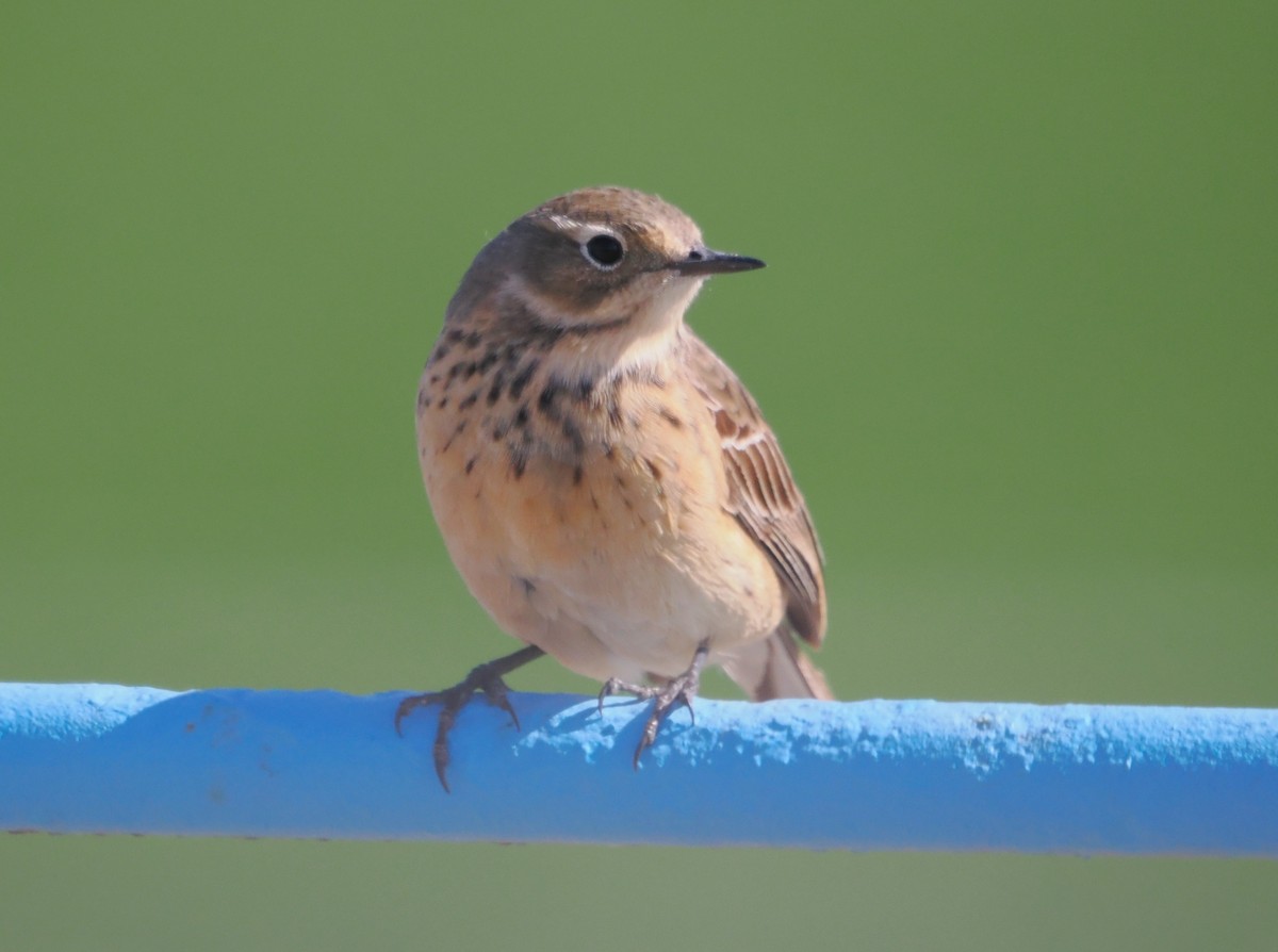 American Pipit - ML634114016