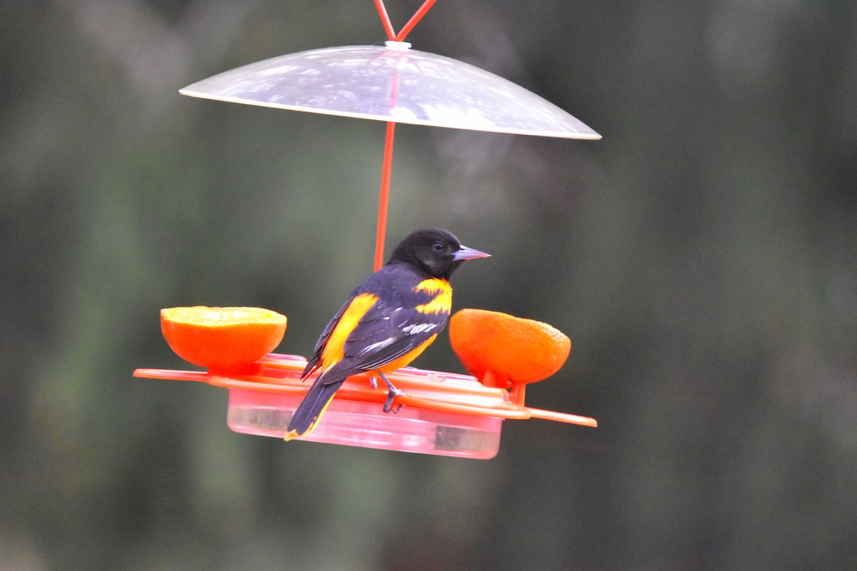 Baltimore Oriole - ML634114131