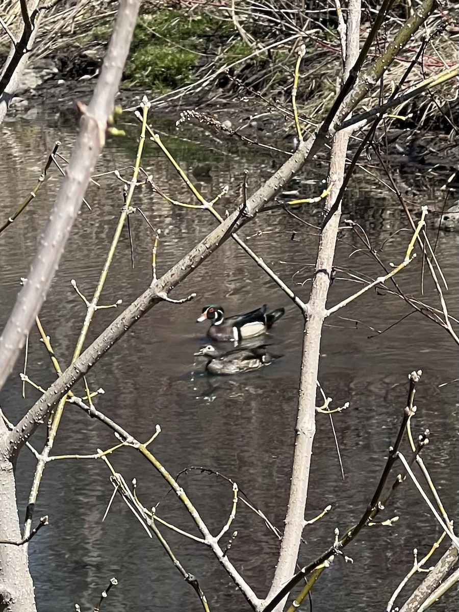 מנדרין אמריקני - ML634114181
