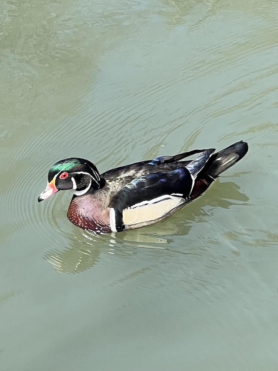 מנדרין אמריקני - ML634114182