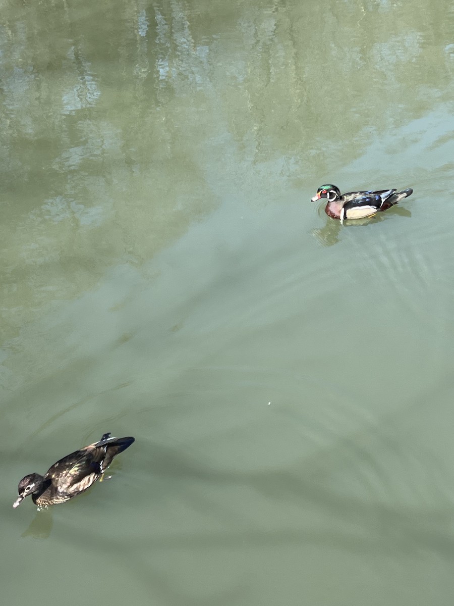 מנדרין אמריקני - ML634114183