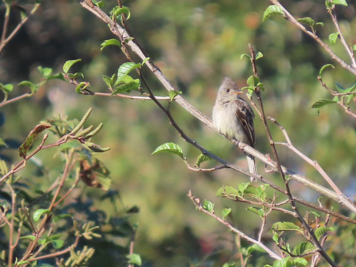 Greater Pewee (Mexican) - ML634114418