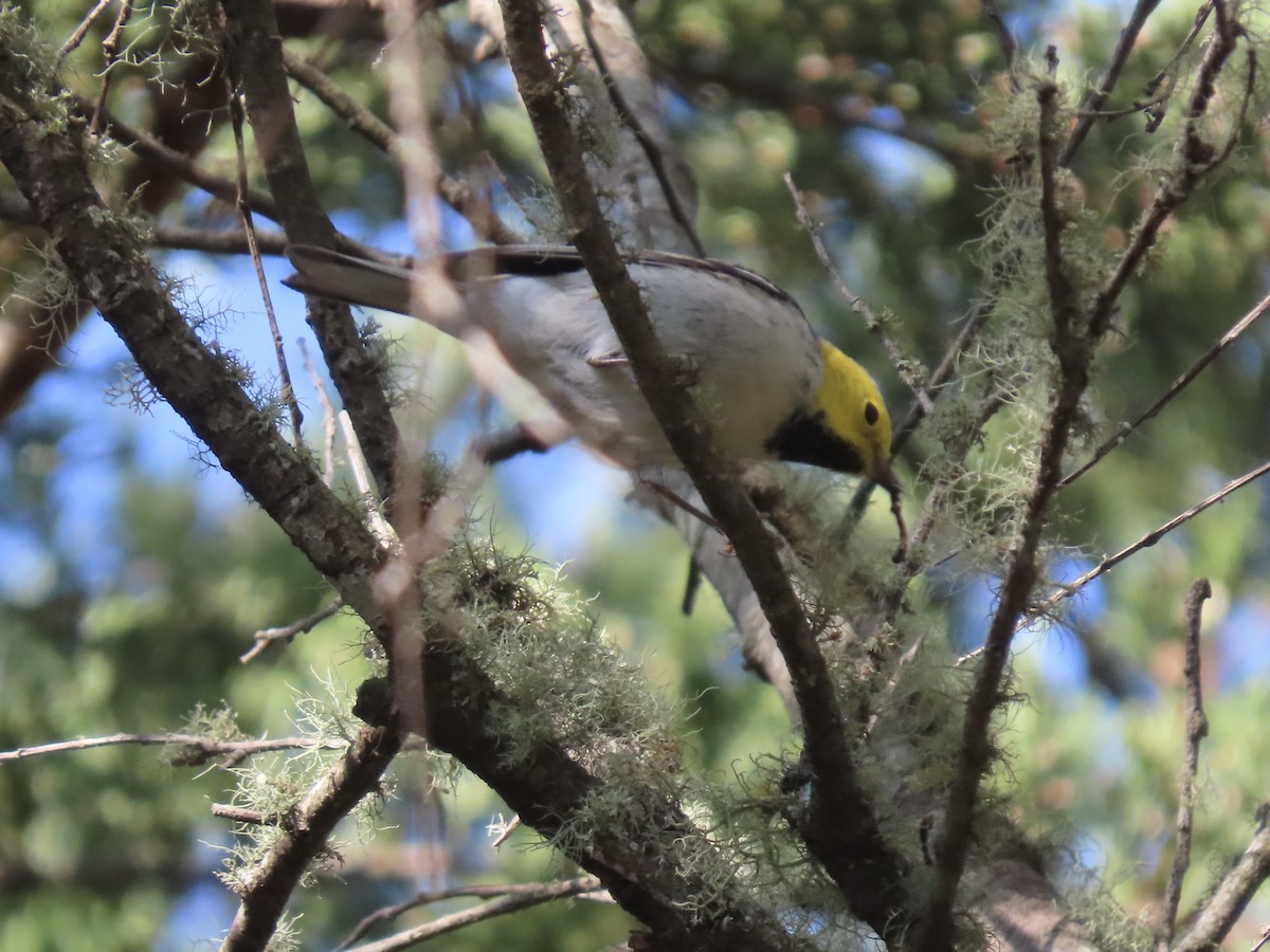 Hermit Warbler - ML634114553