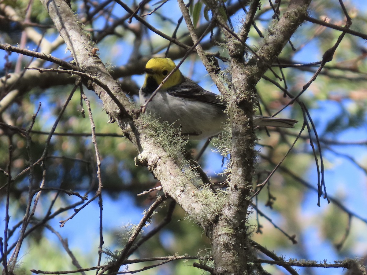 Hermit Warbler - ML634114612