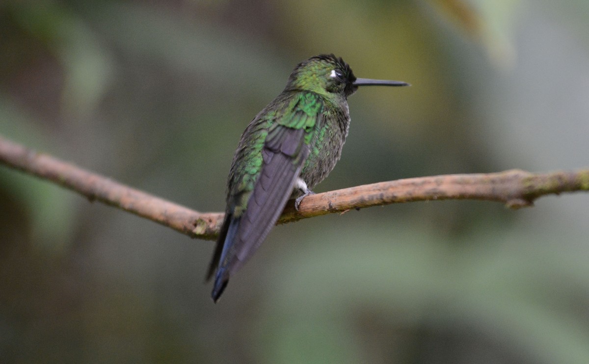 Green-crowned Brilliant - ML634114615