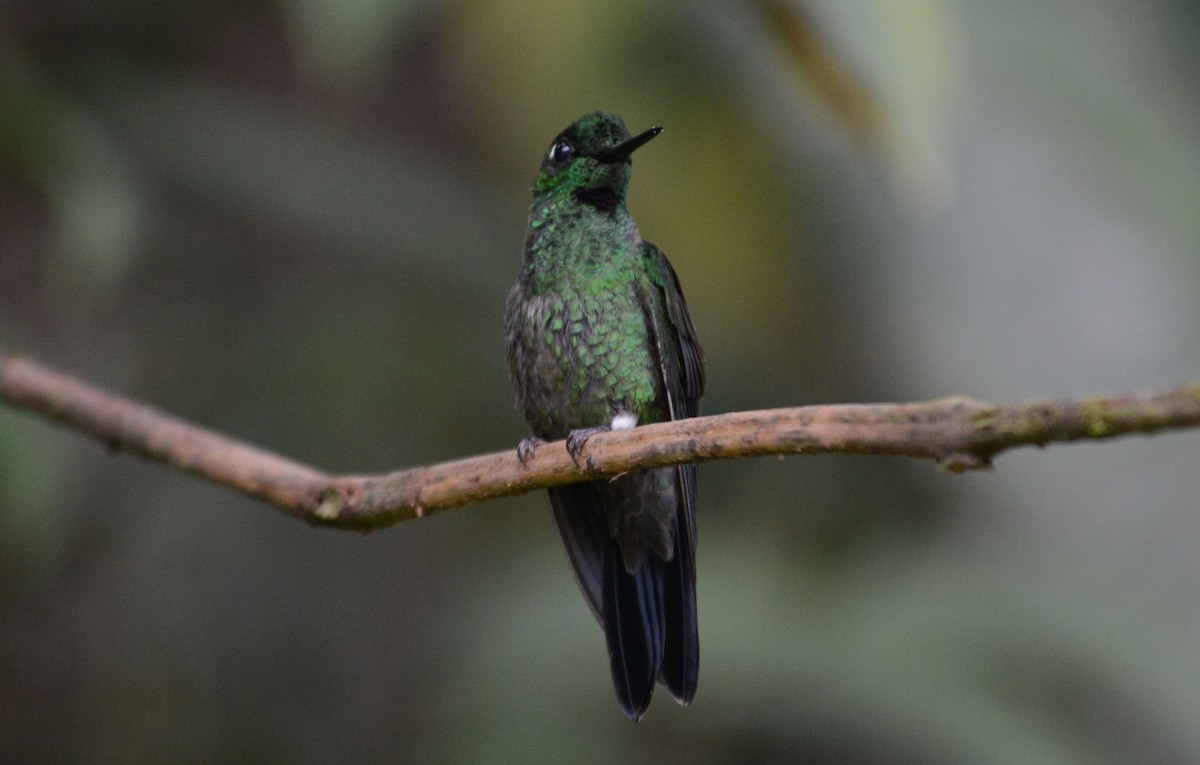 Green-crowned Brilliant - ML634114616