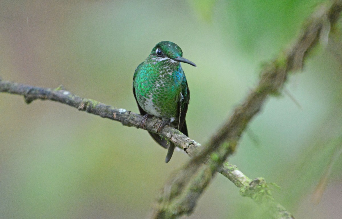 Green-crowned Brilliant - ML634114617