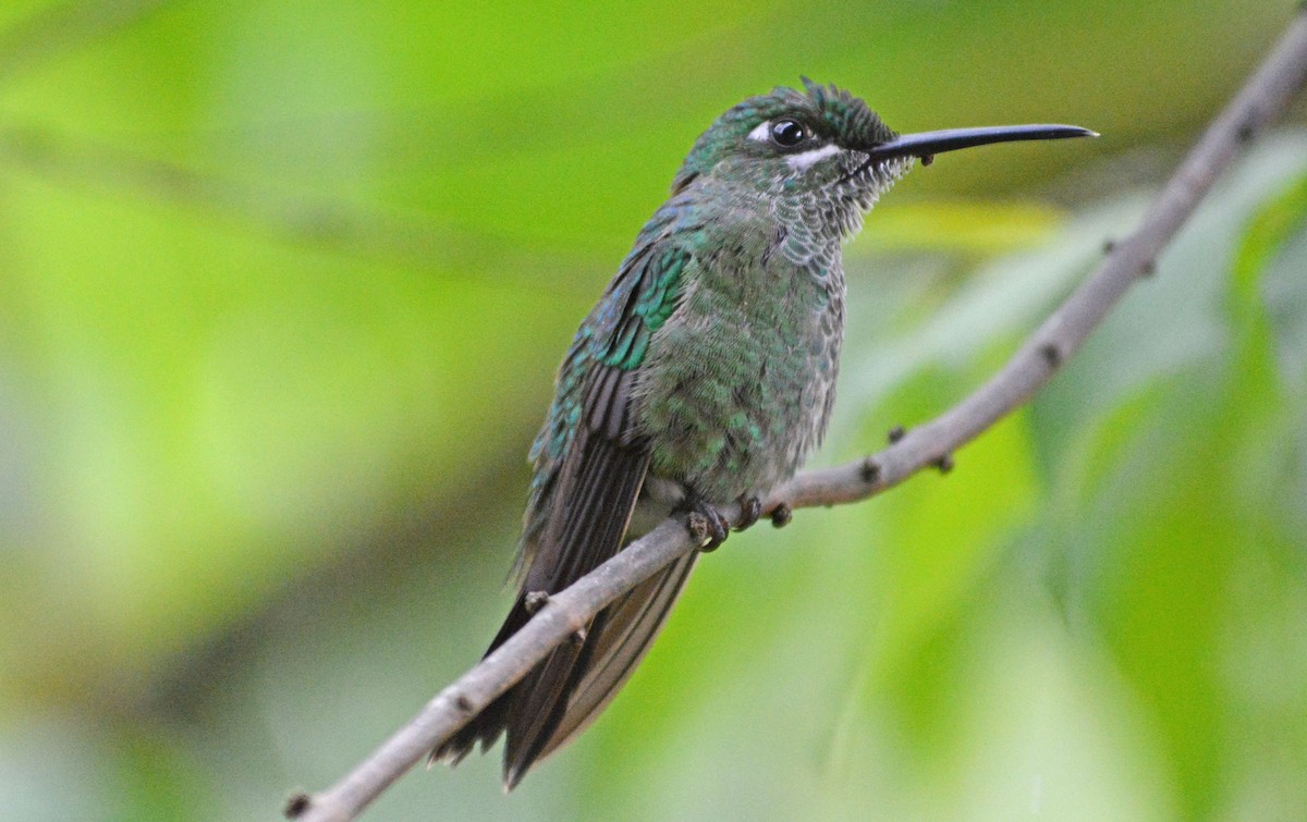 Green-crowned Brilliant - ML634114618