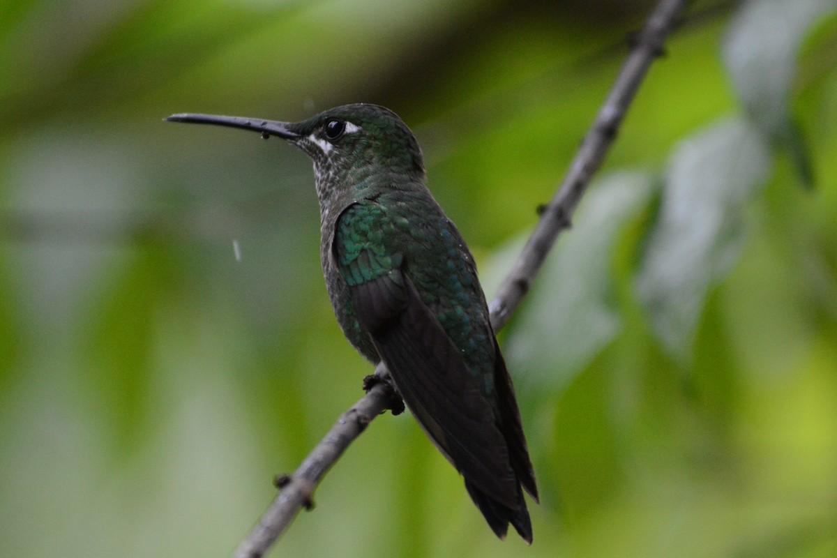 Green-crowned Brilliant - ML634114619