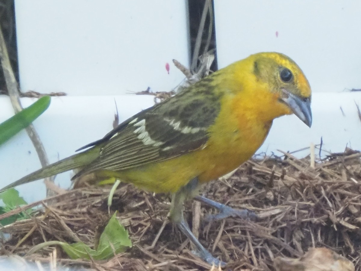 Flame-colored Tanager - ML634114820