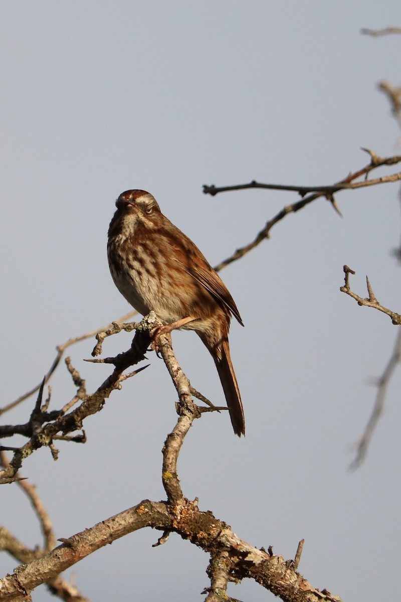 Song Sparrow - ML634114849