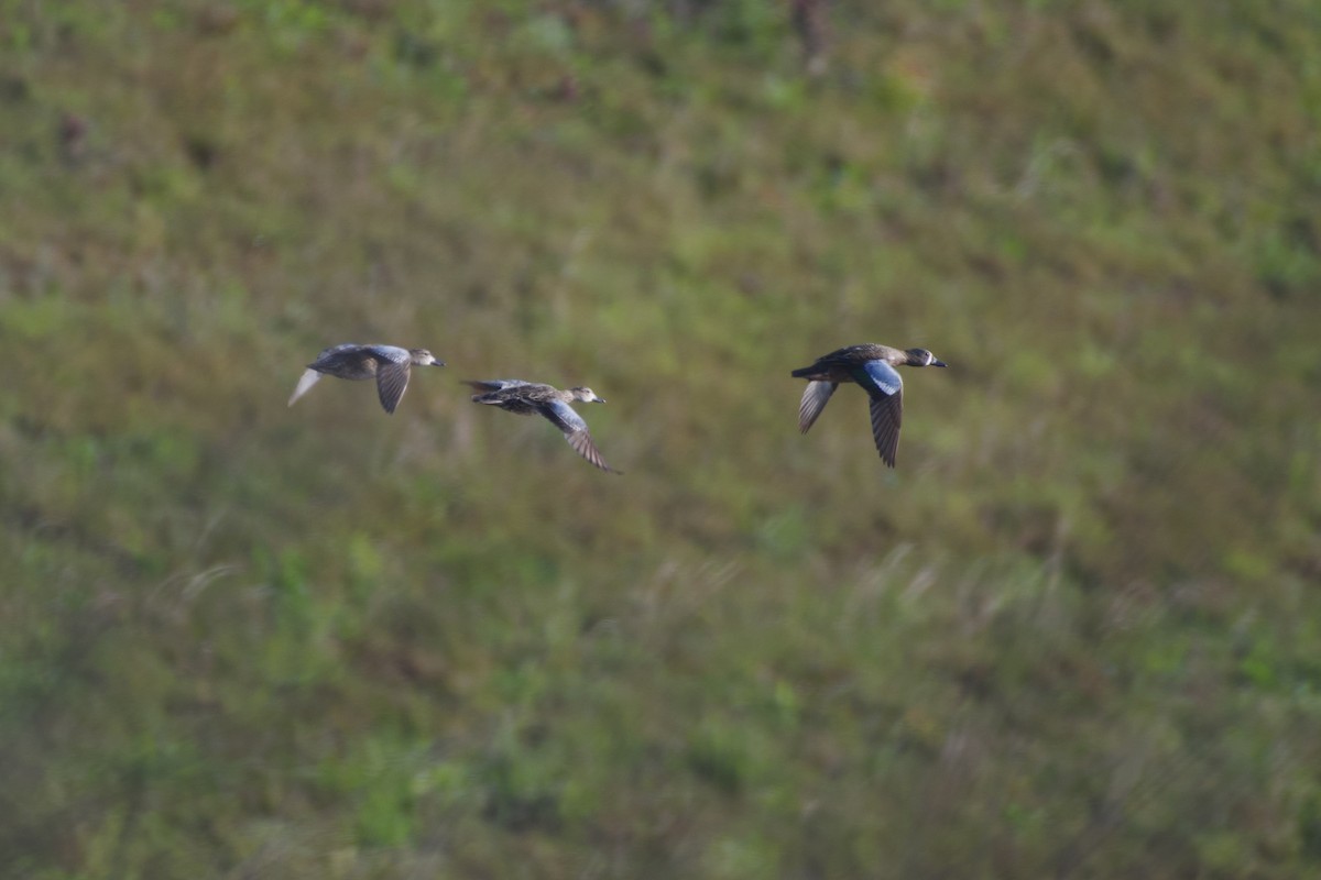 Blue-winged Teal - ML634114995