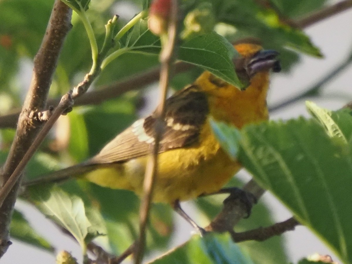 Flame-colored Tanager - ML634115005