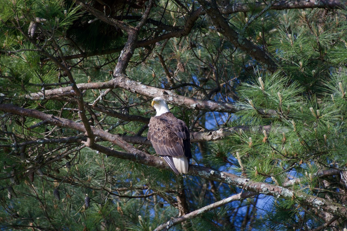 Bald Eagle - ML634115086
