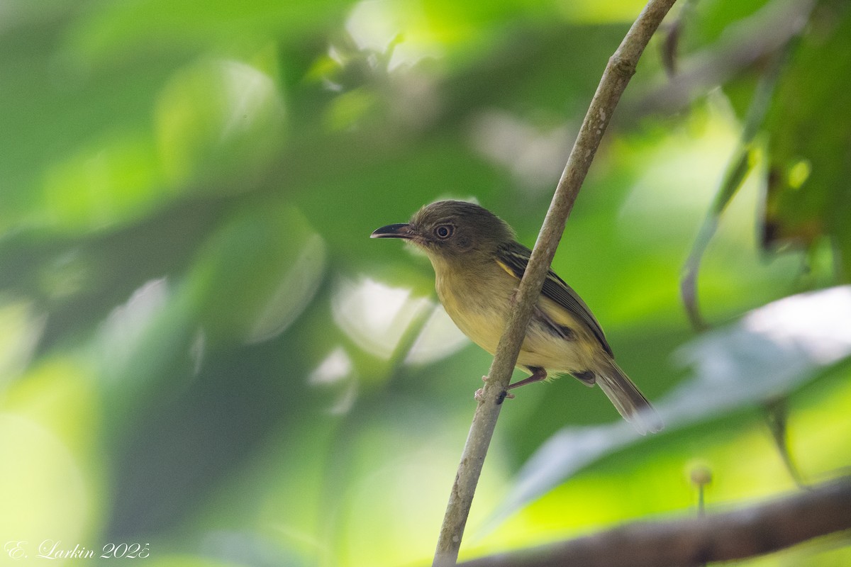 Southern Bentbill - ML634115087