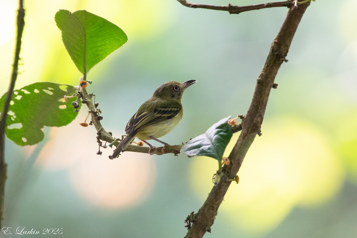Southern Bentbill - ML634115094