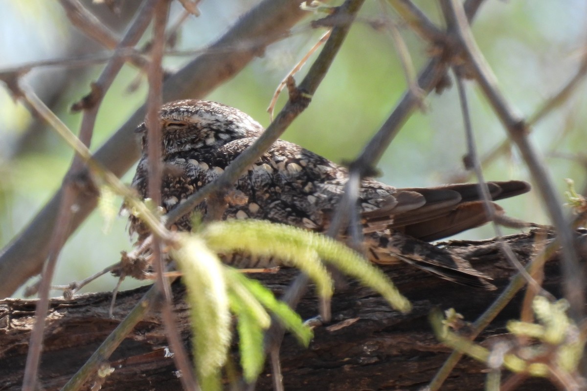 Lesser Nighthawk - ML634115123