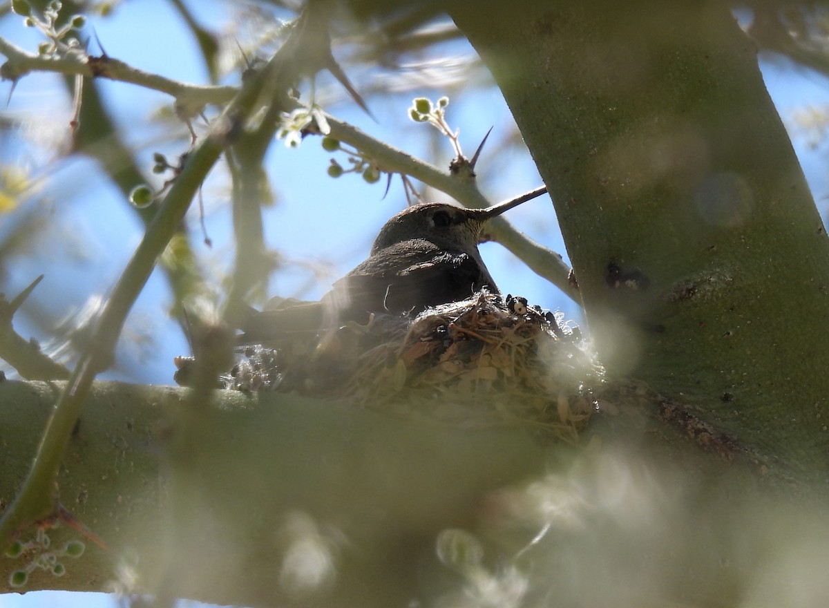 Anna's Hummingbird - ML634115148