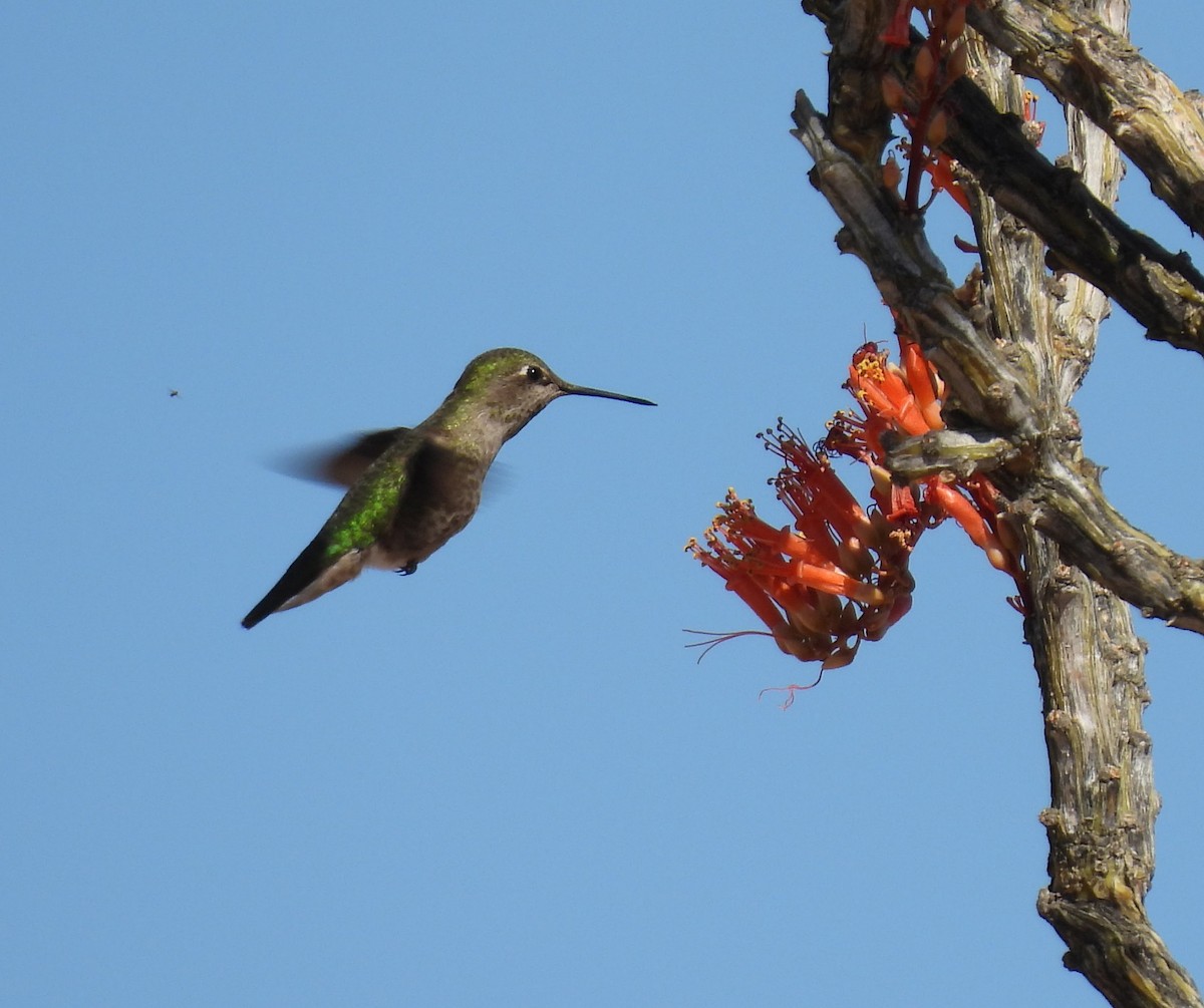 Anna's Hummingbird - ML634115149