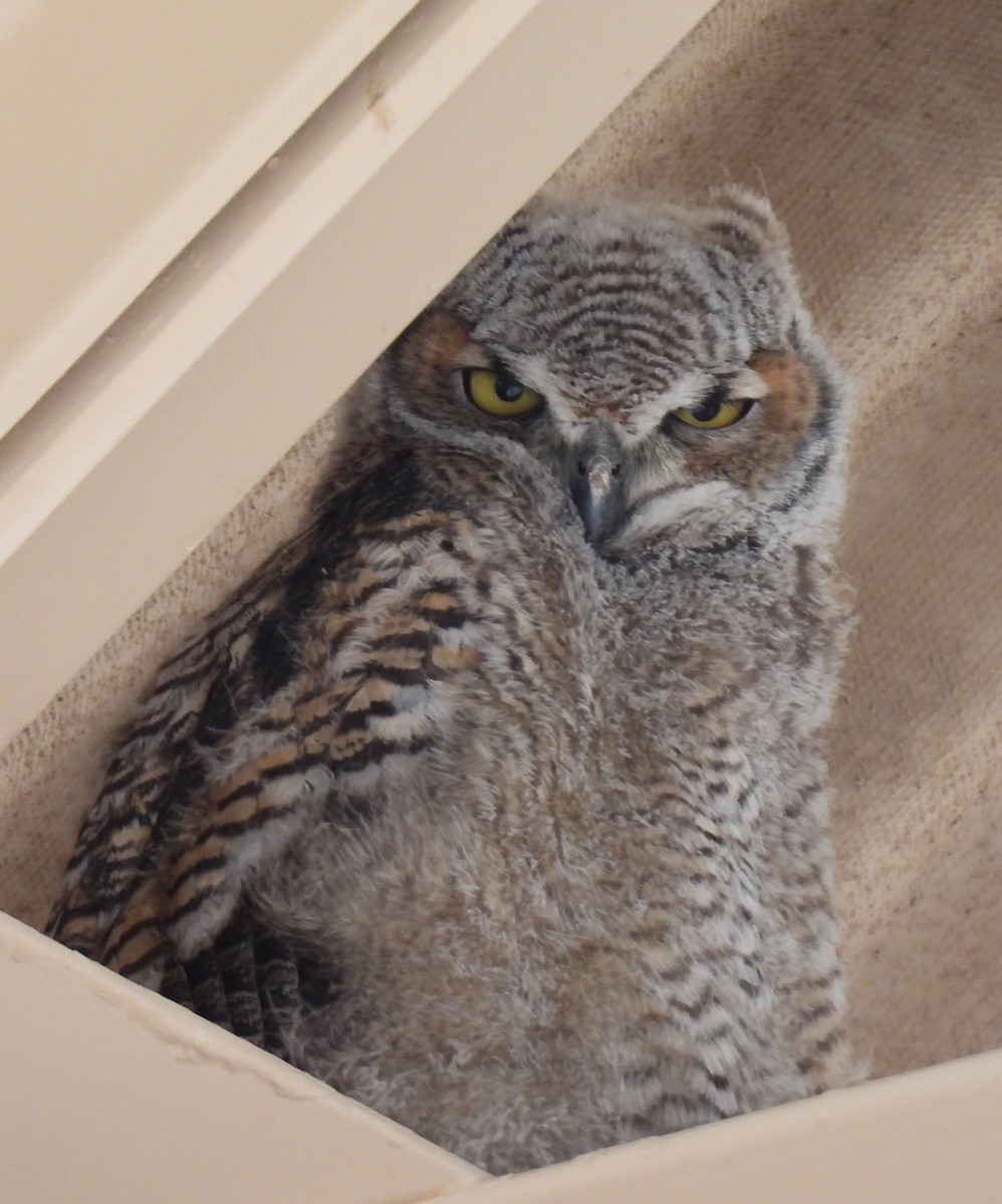 Great Horned Owl - ML634115170