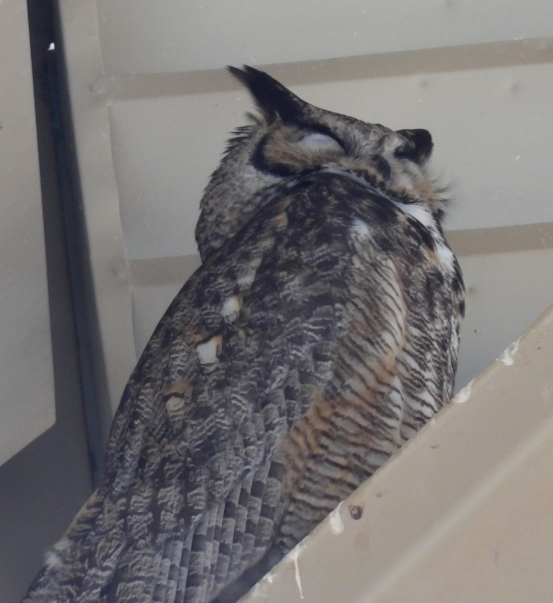 Great Horned Owl - ML634115171
