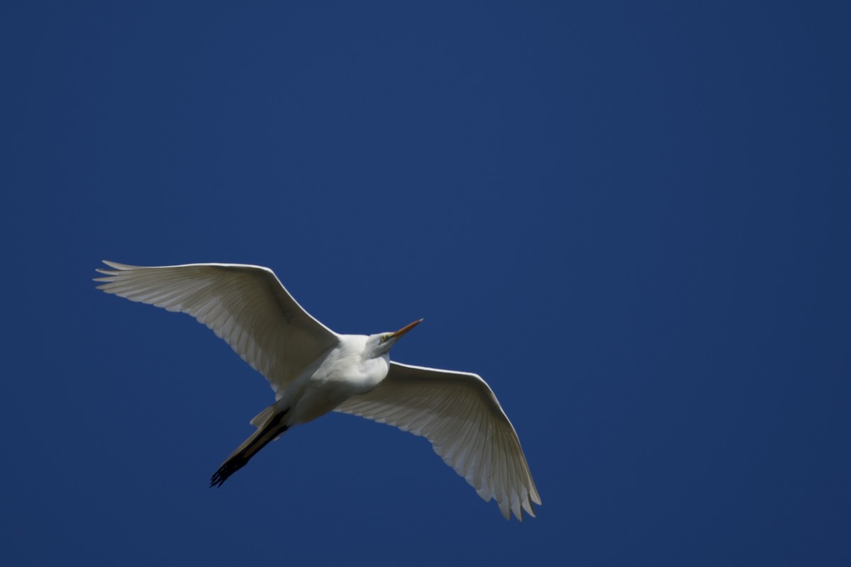 Great Egret - ML634115225