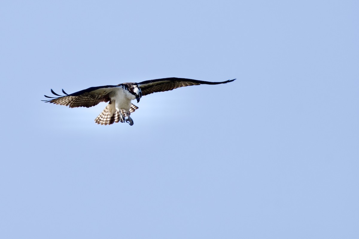 Osprey - ML634115285