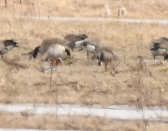 Fischione - ML634115327