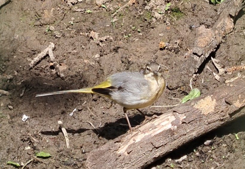Gray Wagtail - ML634115365
