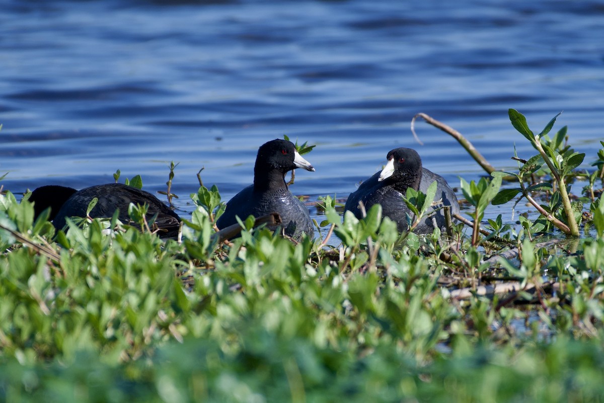 American Coot - ML634115412