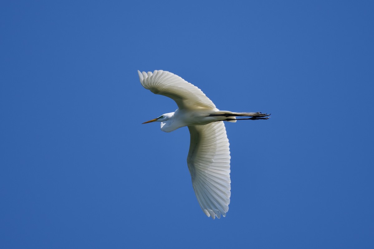 Great Egret - ML634115465