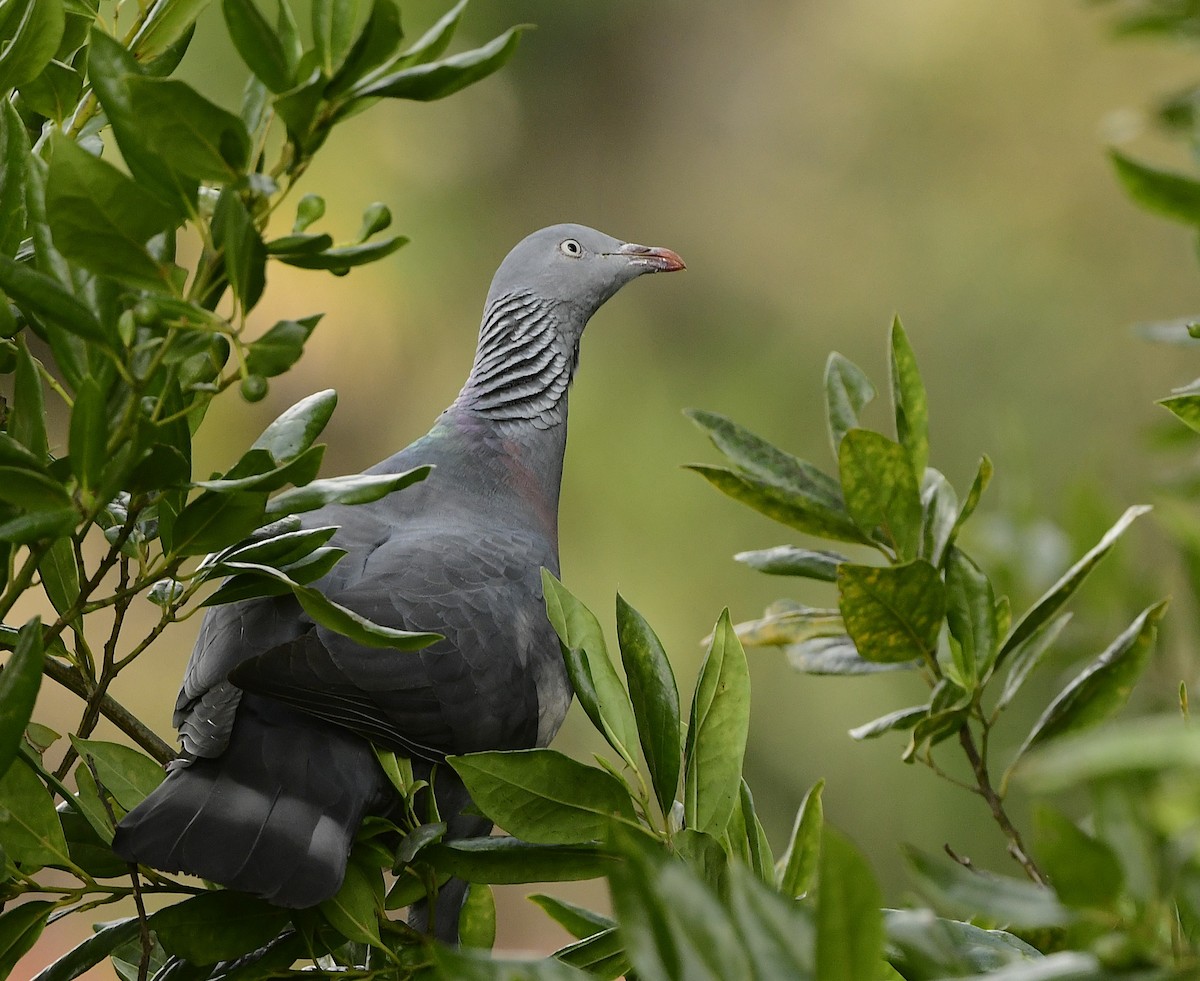 Trocaz Pigeon - ML634115575