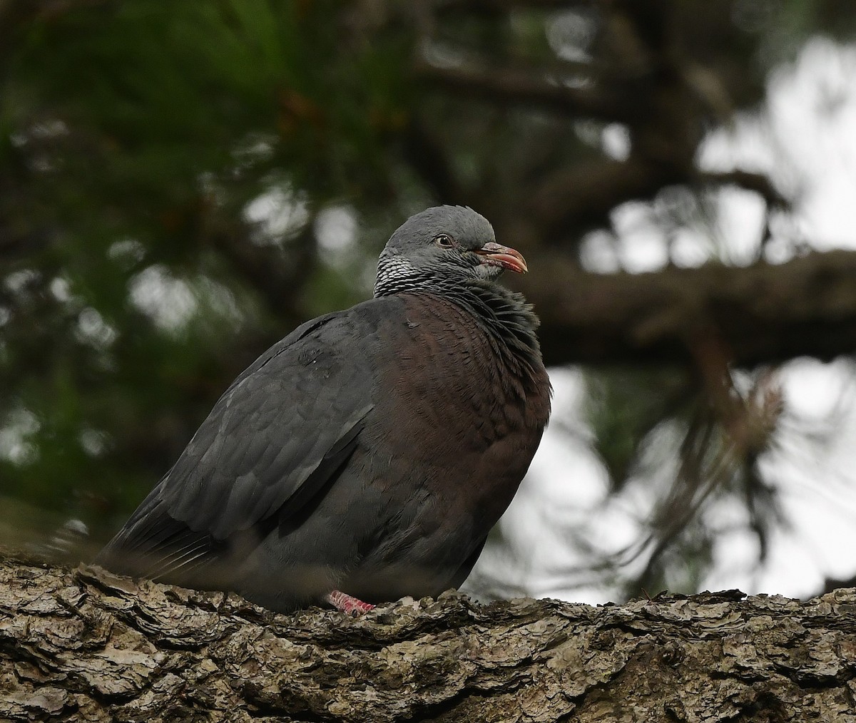 Trocaz Pigeon - ML634115594