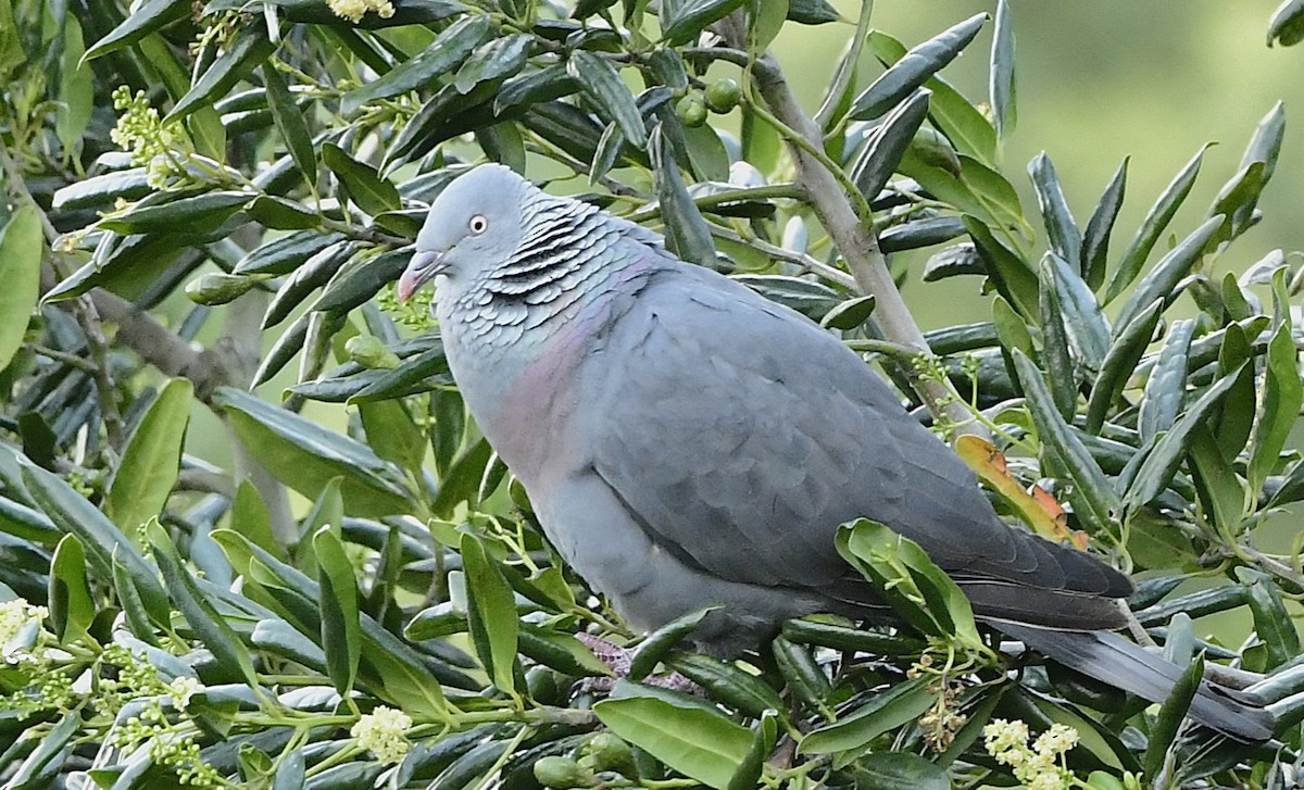 Trocaz Pigeon - ML634115610
