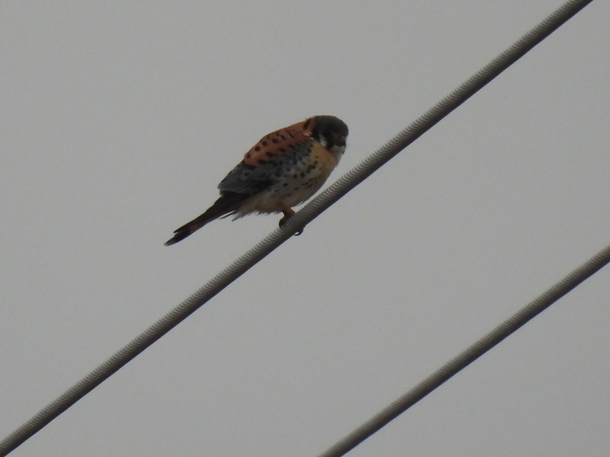 American Kestrel - ML634115789
