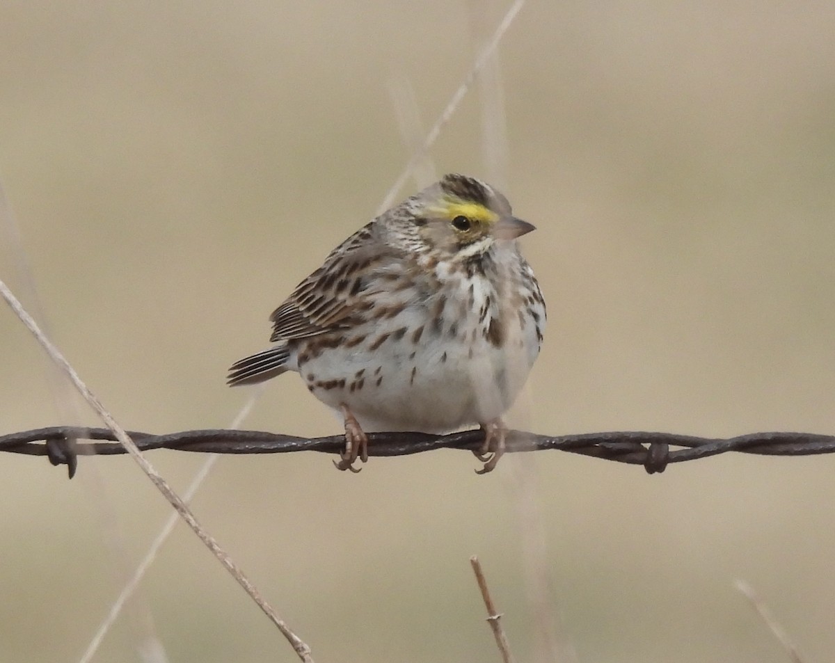 Savannah Sparrow - ML634115810