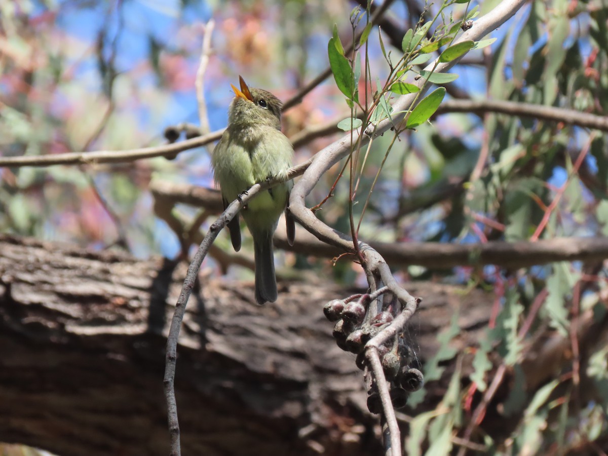 Western Flycatcher - Edana Salisbury