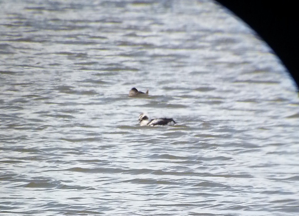 Long-tailed Duck - ML63411601