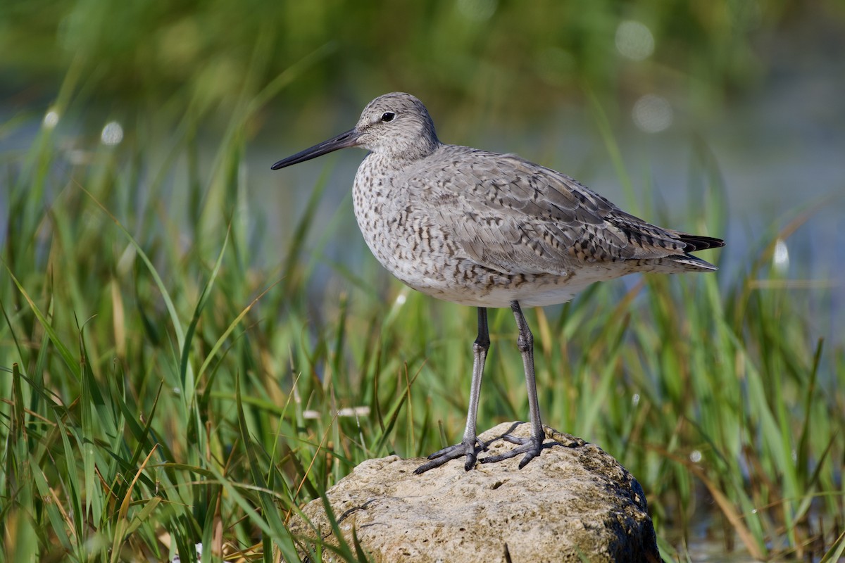 Willet - ML634116035