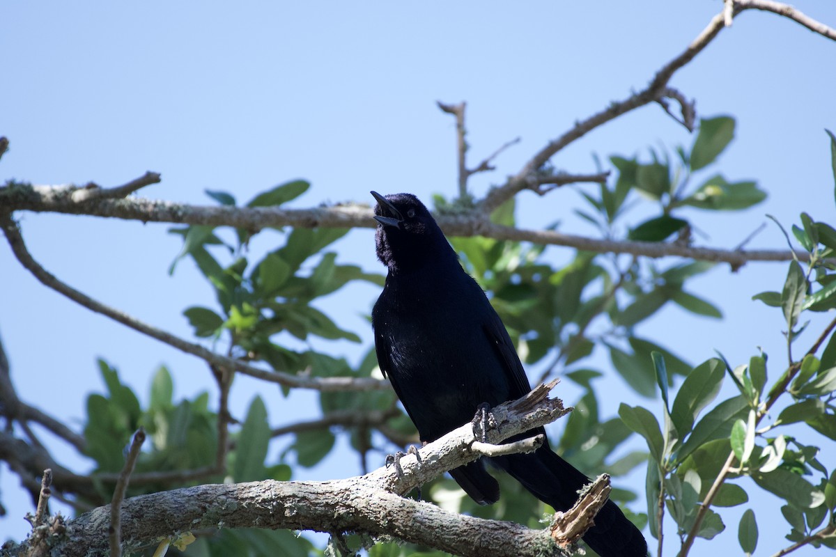 Boat-tailed Grackle - ML634116136