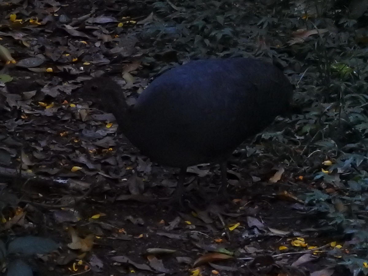 Solitary Tinamou - ML634116212